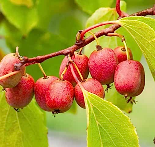 MİNİ KİVİ FİDANI 5 ADET - KENS RED