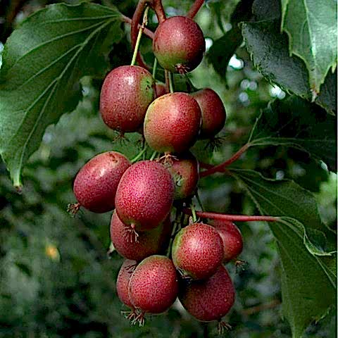 MİNİ KİVİ FİDANI 5 ADET - KENS RED