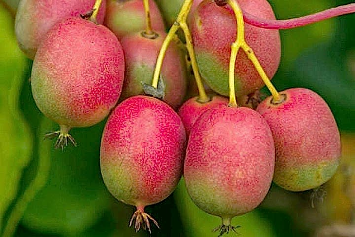 MİNİ KİVİ FİDANI - KENS RED