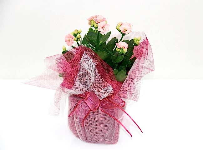 PEMBE KALANŞÖ ÇİÇEĞİ - HEDİYELİK YILBAŞI ÇİÇEĞİ