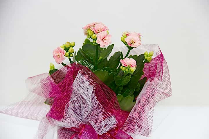PEMBE KALANŞÖ ÇİÇEĞİ - HEDİYELİK YILBAŞI ÇİÇEĞİ
