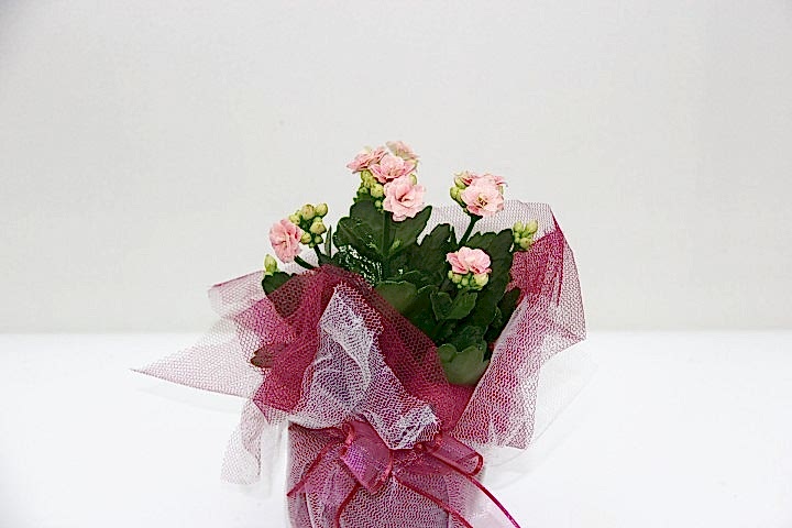 PEMBE KALANŞÖ ÇİÇEĞİ - HEDİYELİK YILBAŞI ÇİÇEĞİ