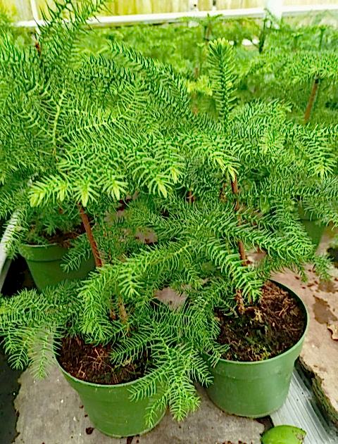 SALON ÇAMI / AROKARYASI (25-30 cm) - HEDİYELİK OFİS / EV / İÇ MEKAN BİTKİSİ