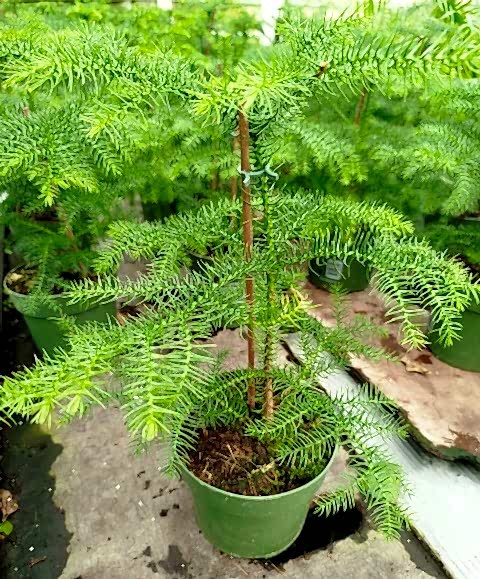 SALON ÇAMI / AROKARYASI (25-30 cm) - HEDİYELİK OFİS / EV / İÇ MEKAN BİTKİSİ