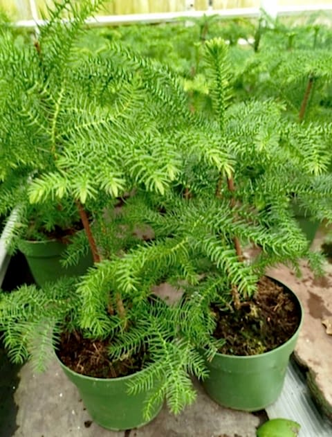 SALON ÇAMI / AROKARYASI 3 ADET (25-30 cm) - HEDİYELİK OFİS / EV / İÇ MEKAN BİTKİSİ