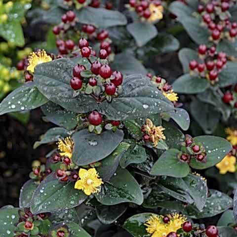 SİYAH KANTARON ÇALISI 10 ADET - Hypericum Inodorum Magical Black
