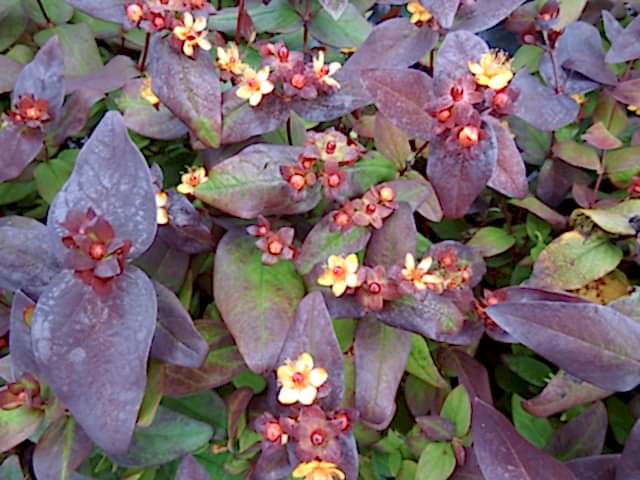 SİYAH KANTARON ÇALISI 10 ADET - Hypericum Inodorum Magical Black