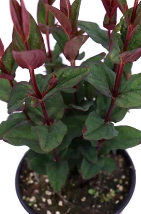 SİYAH KANTARON ÇALISI 10 ADET - Hypericum Inodorum Magical Black