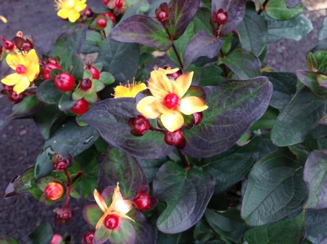 SİYAH KANTARON ÇALISI 3 ADET - Hypericum Inodorum Magical Black