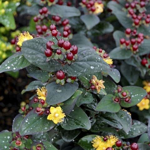SİYAH KANTARON ÇALISI 3 ADET - Hypericum Inodorum Magical Black