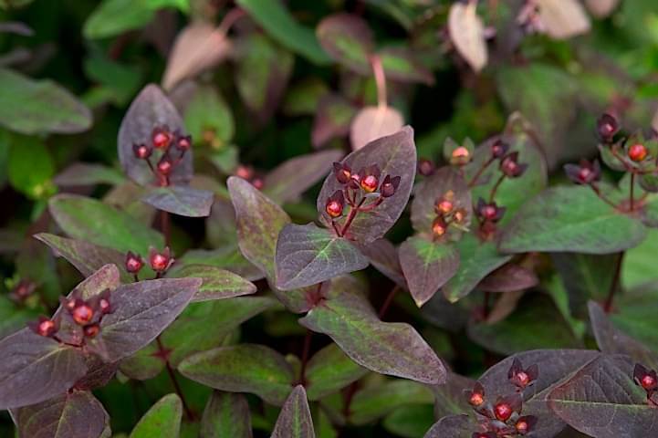 SİYAH KANTARON ÇALISI 3 ADET - Hypericum Inodorum Magical Black