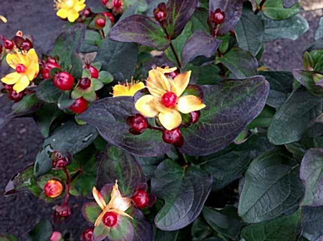 SİYAH KANTARON ÇALISI 5 ADET - Hypericum Inodorum Magical Black