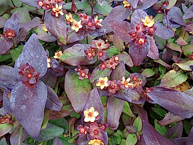 SİYAH KANTARON ÇALISI 5 ADET - Hypericum Inodorum Magical Black