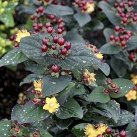 SİYAH KANTARON ÇALISI 5 ADET - Hypericum Inodorum Magical Black