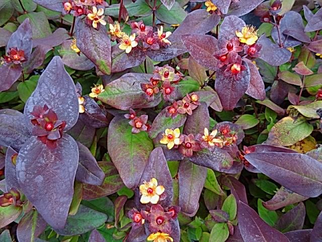 SİYAH KANTARON ÇALISI - Hypericum Inodorum Magical Black