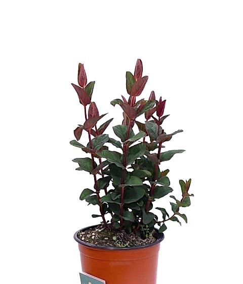 SİYAH KANTARON ÇALISI - Hypericum Inodorum Magical Black