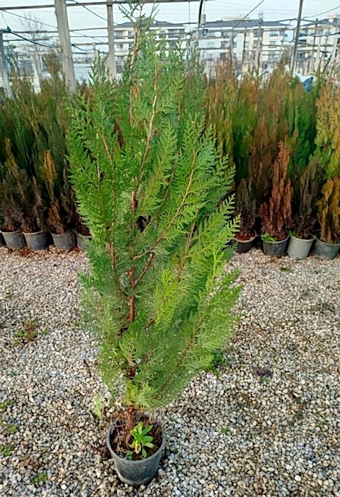 YEŞİL MAZI ÇİT BİTKİSİ 10 ADET 80-100 CM 4-5 YAŞ (Thuja Orientalis )