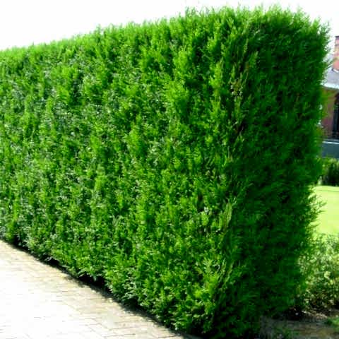 YEŞİL MAZI ÇİT BİTKİSİ 10 ADET 80-100 CM 4-5 YAŞ (Thuja Orientalis )