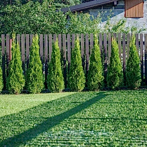 YEŞİL MAZI ÇİT BİTKİSİ 10 ADET 80-100 CM 4-5 YAŞ (Thuja Orientalis )