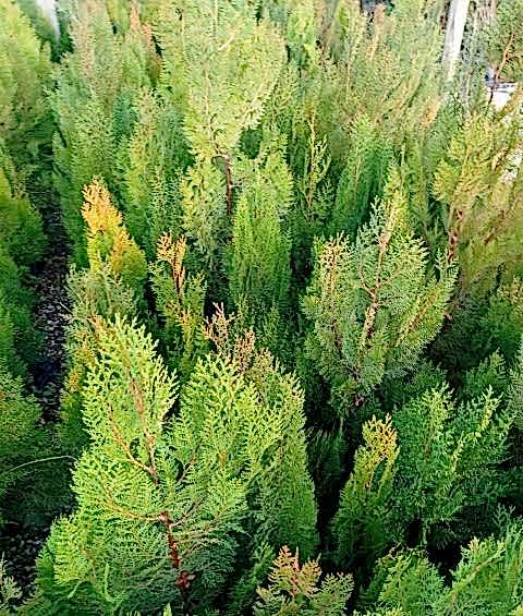 YEŞİL MAZI ÇİT BİTKİSİ 10 ADET 80-100 CM 4-5 YAŞ (Thuja Orientalis )