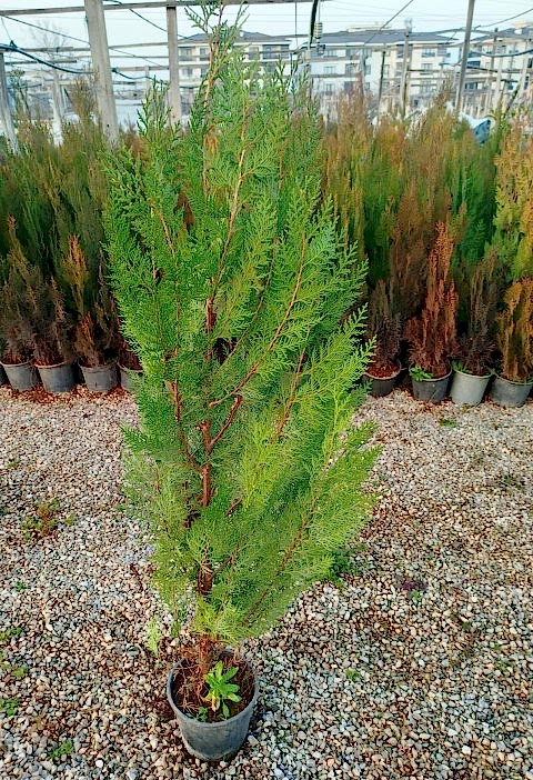 YEŞİL MAZI ÇİT BİTKİSİ 20 ADET 80-100 CM 4-5 YAŞ (Thuja Orientalis )