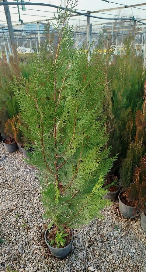 YEŞİL MAZI ÇİT BİTKİSİ 20 ADET 80-100 CM 4-5 YAŞ (Thuja Orientalis )