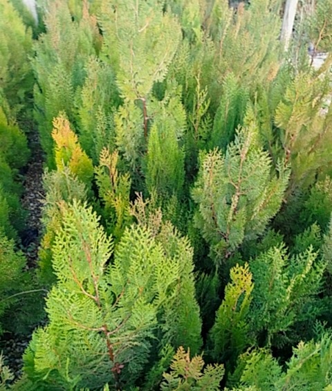 YEŞİL MAZI ÇİT BİTKİSİ 20 ADET 80-100 CM 4-5 YAŞ (Thuja Orientalis )