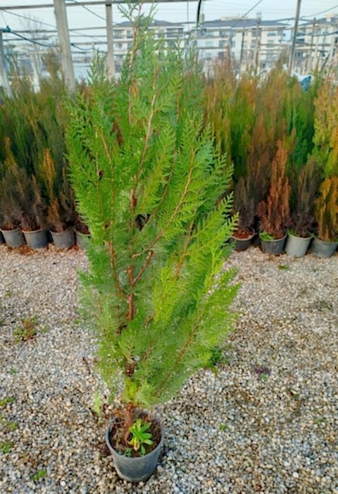 YEŞİL MAZI ÇİT BİTKİSİ 3 ADET 80-100 CM 4-5 YAŞ (Thuja Orientalis )