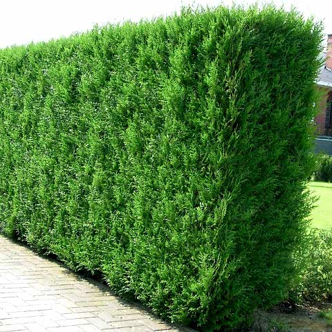 YEŞİL MAZI ÇİT BİTKİSİ 3 ADET 80-100 CM 4-5 YAŞ (Thuja Orientalis )