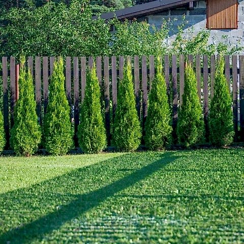 YEŞİL MAZI ÇİT BİTKİSİ 3 ADET 80-100 CM 4-5 YAŞ (Thuja Orientalis )