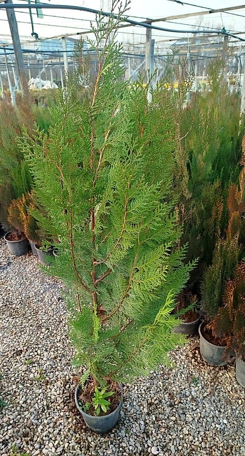 YEŞİL MAZI ÇİT BİTKİSİ 3 ADET 80-100 CM 4-5 YAŞ (Thuja Orientalis )