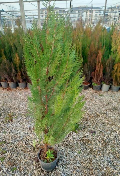 YEŞİL MAZI ÇİT BİTKİSİ 5 ADET 80-100 CM 4-5 YAŞ (Thuja Orientalis )