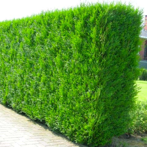 YEŞİL MAZI ÇİT BİTKİSİ 5 ADET 80-100 CM 4-5 YAŞ (Thuja Orientalis )