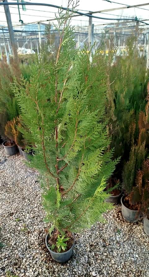 YEŞİL MAZI ÇİT BİTKİSİ 5 ADET 80-100 CM 4-5 YAŞ (Thuja Orientalis )