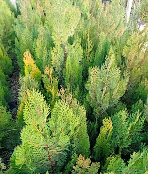 YEŞİL MAZI ÇİT BİTKİSİ 5 ADET 80-100 CM 4-5 YAŞ (Thuja Orientalis )
