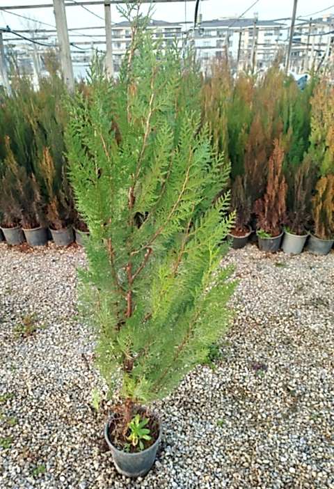 YEŞİL MAZI ÇİT BİTKİSİ 80-100 CM 4-5 YAŞ (Thuja Orientalis )