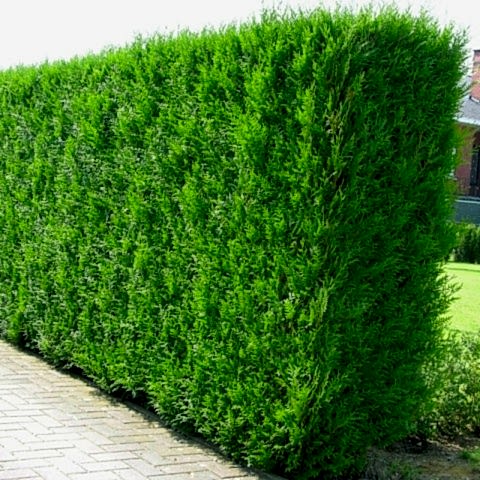 YEŞİL MAZI ÇİT BİTKİSİ 80-100 CM 4-5 YAŞ (Thuja Orientalis )