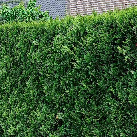 YEŞİL MAZI ÇİT BİTKİSİ 80-100 CM 4-5 YAŞ (Thuja Orientalis )