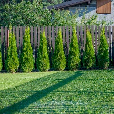YEŞİL MAZI ÇİT BİTKİSİ 80-100 CM 4-5 YAŞ (Thuja Orientalis )