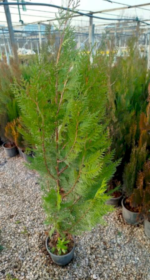 YEŞİL MAZI ÇİT BİTKİSİ 80-100 CM 4-5 YAŞ (Thuja Orientalis )