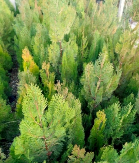 YEŞİL MAZI ÇİT BİTKİSİ 80-100 CM 4-5 YAŞ (Thuja Orientalis )