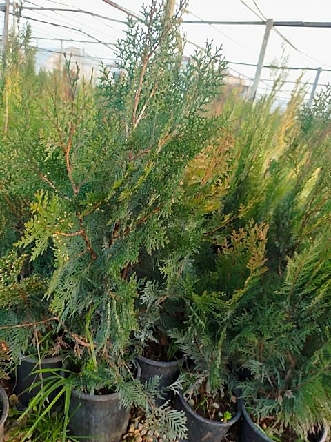 YEŞİL MAZI ÇİT BİTKİSİ 80-100 CM 4-5 YAŞ (Thuja Orientalis )