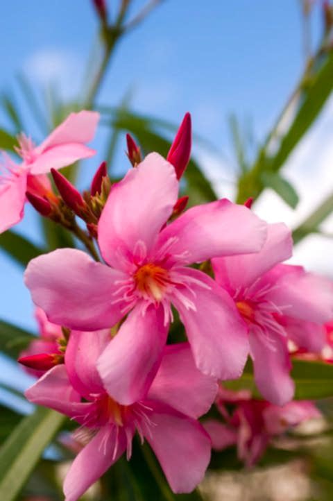 ZAKKUM ÇİÇEĞİ 10 ADET - Nerium Oleander Dış Mekan Çiçeği