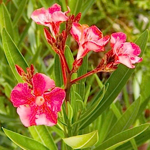 ZAKKUM ÇİÇEĞİ 10 ADET - Nerium Oleander Dış Mekan Çiçeği