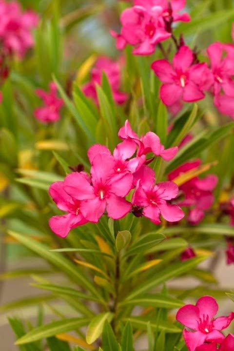 ZAKKUM ÇİÇEĞİ 10 ADET - Nerium Oleander Dış Mekan Çiçeği