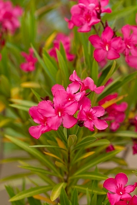 ZAKKUM ÇİÇEĞİ 20 ADET - Nerium Oleander Dış Mekan Çiçeği