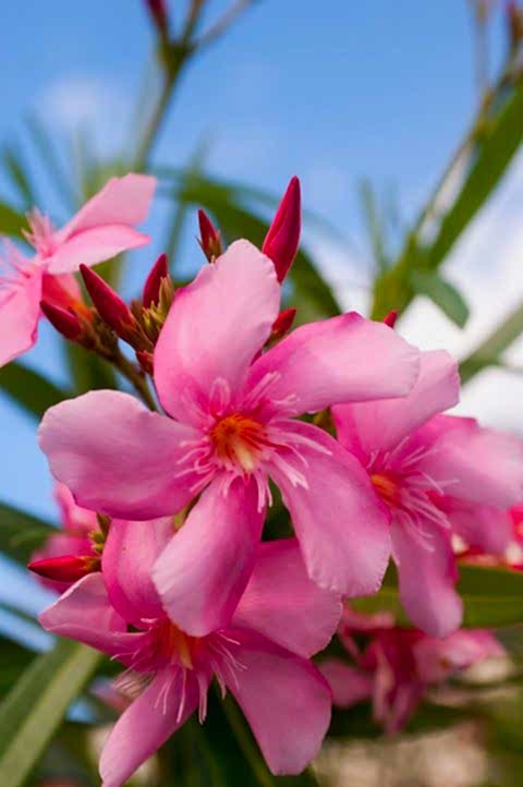 ZAKKUM ÇİÇEĞİ 20 ADET - Nerium Oleander Dış Mekan Çiçeği