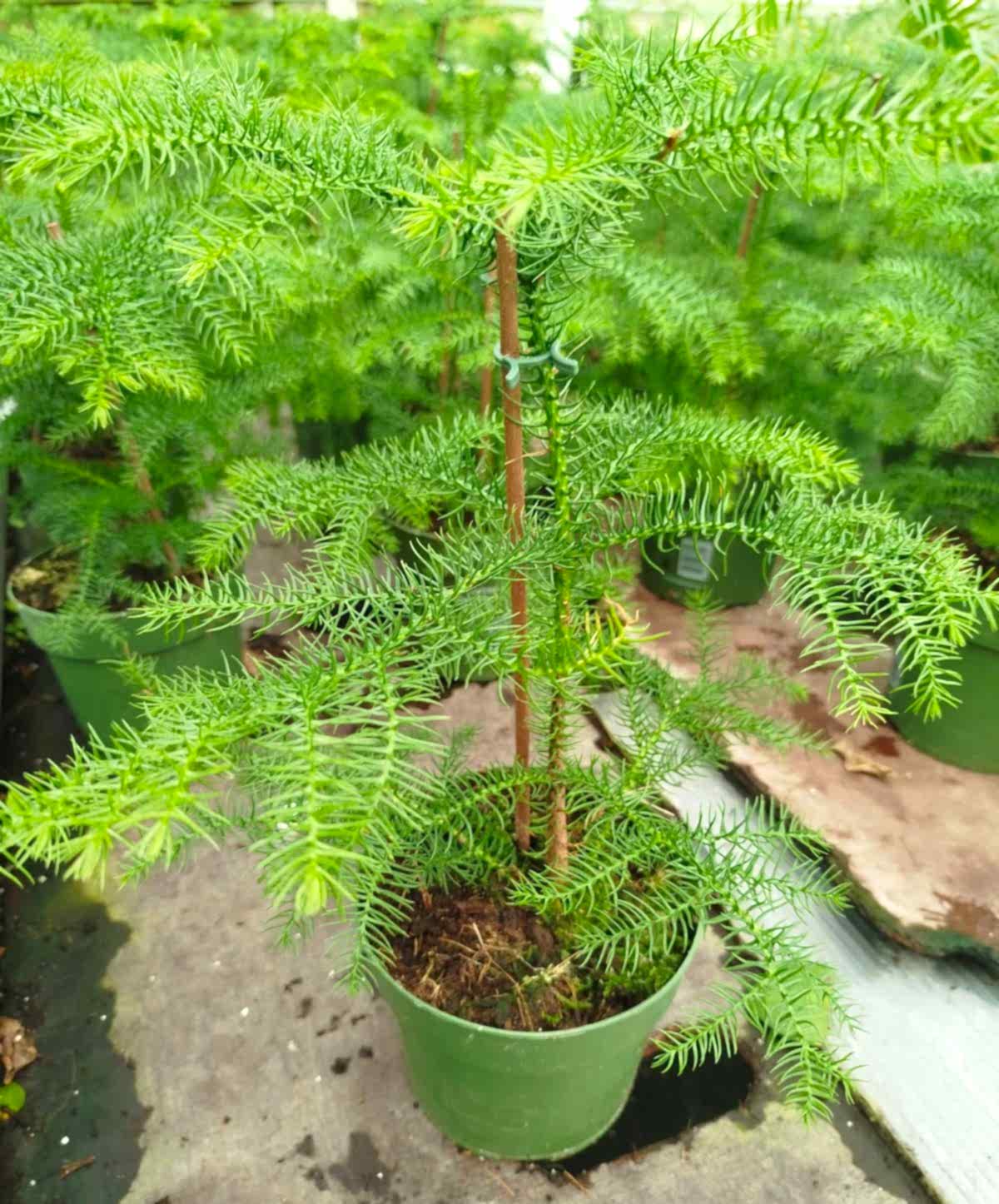 SALON ÇAMI / AROKARYASI (25-30 cm) - HEDİYELİK OFİS / EV / İÇ MEKAN BİTKİSİ