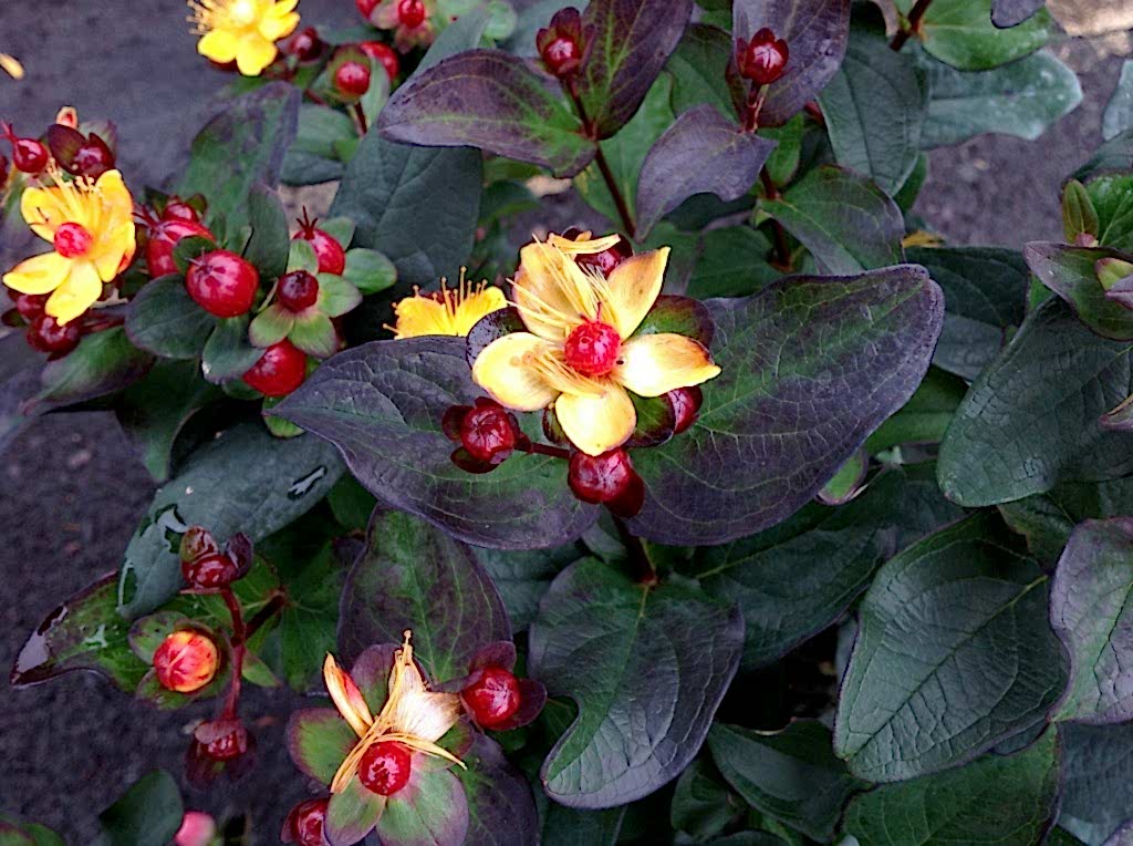 SİYAH KANTARON ÇALISI 10 ADET - Hypericum Inodorum Magical Black