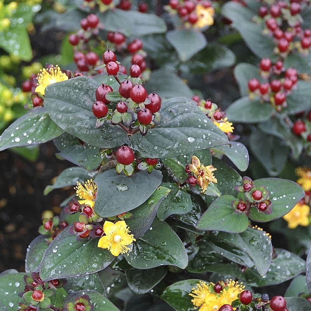 SİYAH KANTARON ÇALISI 10 ADET - Hypericum Inodorum Magical Black